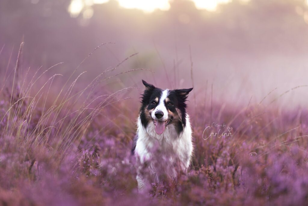 Hond op de paarse heide